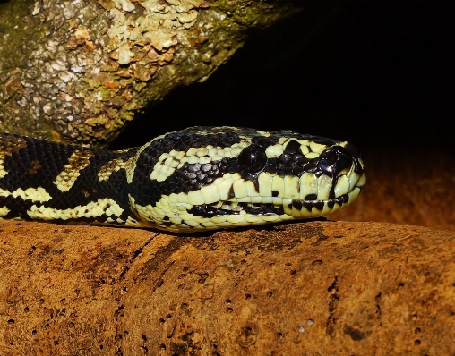 Animal wildlife pattern portrait Photo