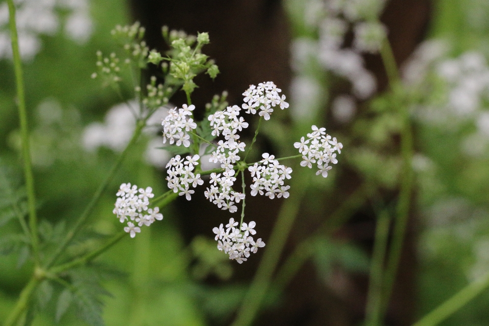 Natur blüte anlage blume