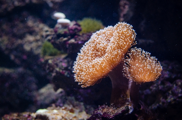 Sea ocean underwater macro Photo