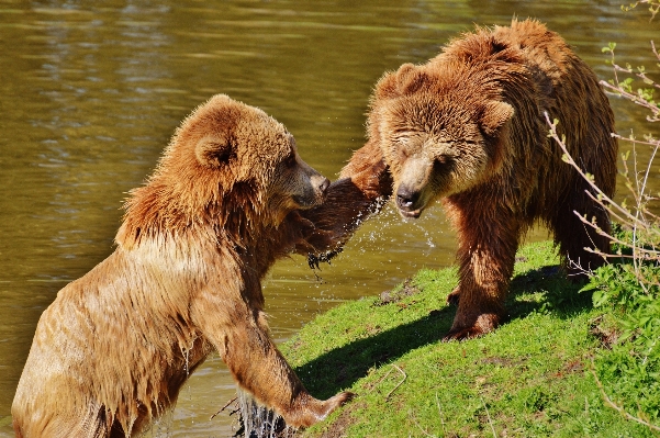 Foto Acqua natura foresta giocare