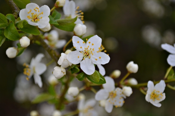 Nature branch blossom plant Photo