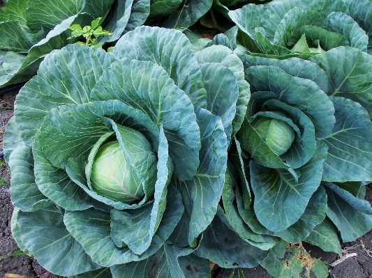 Foto Natura fiore cibo insalata