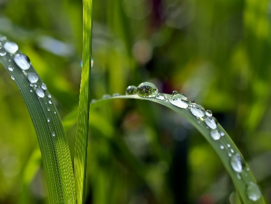 Water nature grass branch Photo