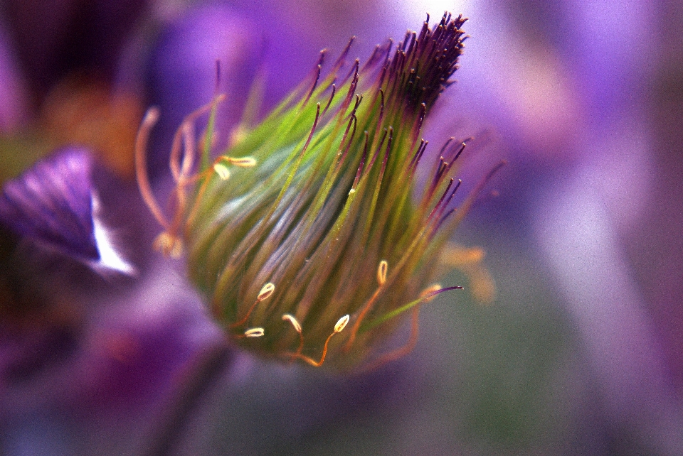 自然 花 植物 写真撮影