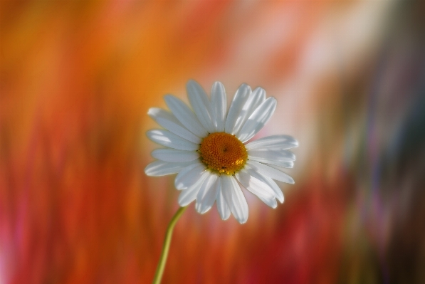 自然 花 植物 写真撮影 写真