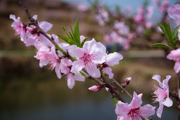 Branch blossom plant flower Photo