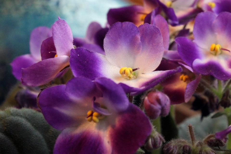 Nature blossom growth plant