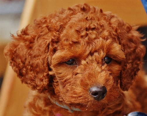 Foto Doce filhote de cachorro bonitinho