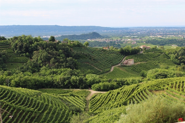 Landscape vineyard wine field Photo