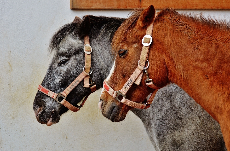 Cavallo frenare
 mammifero stallone