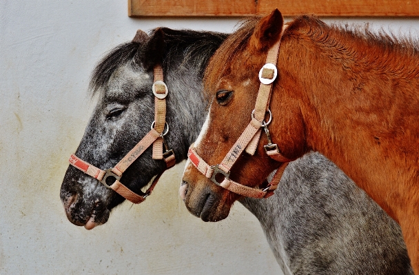 Horse rein mammal stallion Photo