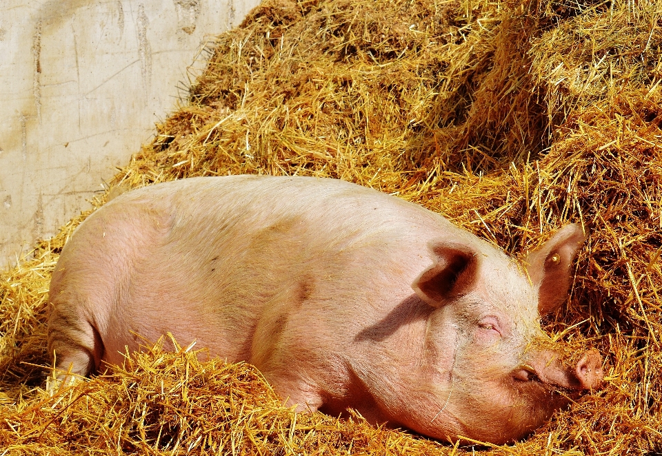 Azienda agricola animale relax mammifero