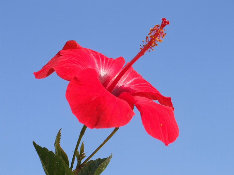 Plant flower petal red