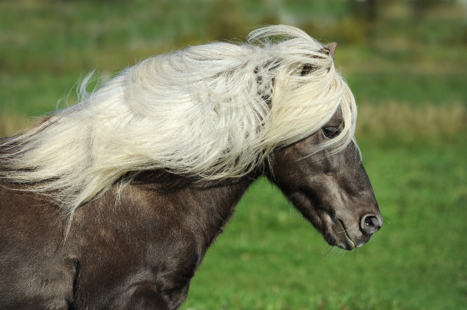 Natura erba pascolo
 cavallo