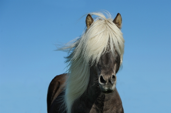 Photo Cheval mammifère étalon crinière
