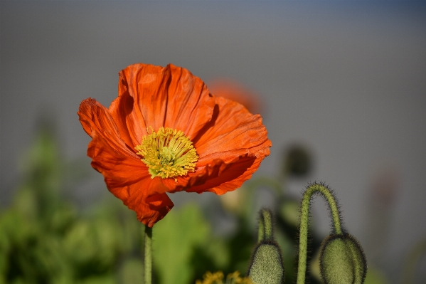 Nature blossom plant field Photo