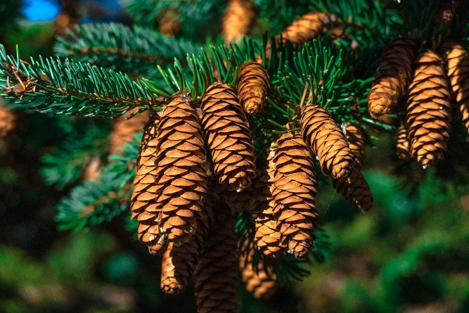 árbol naturaleza bosque rama