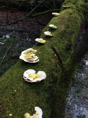 木 自然 森 草 写真