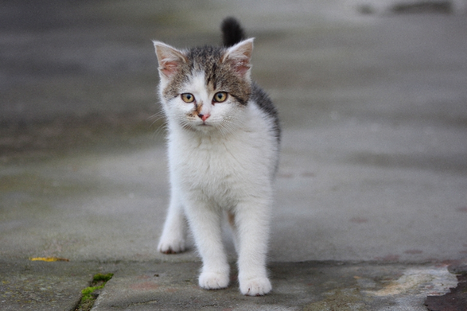 Bianco e nero
 dolce animale