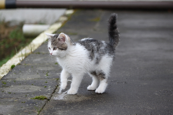 Foto Animale domestico pelliccia cappotto