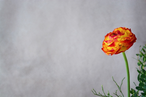 Blossom plant flower petal Photo