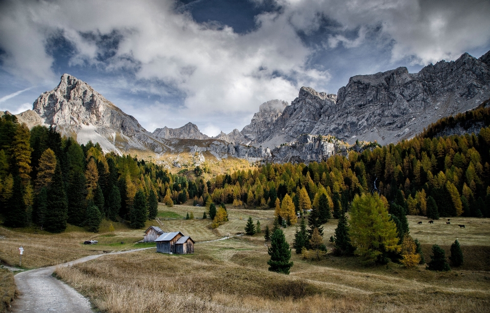 Paesaggio albero natura selvaggia
