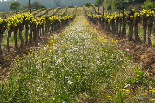 Foto Tanaman vine kebun anggur bidang