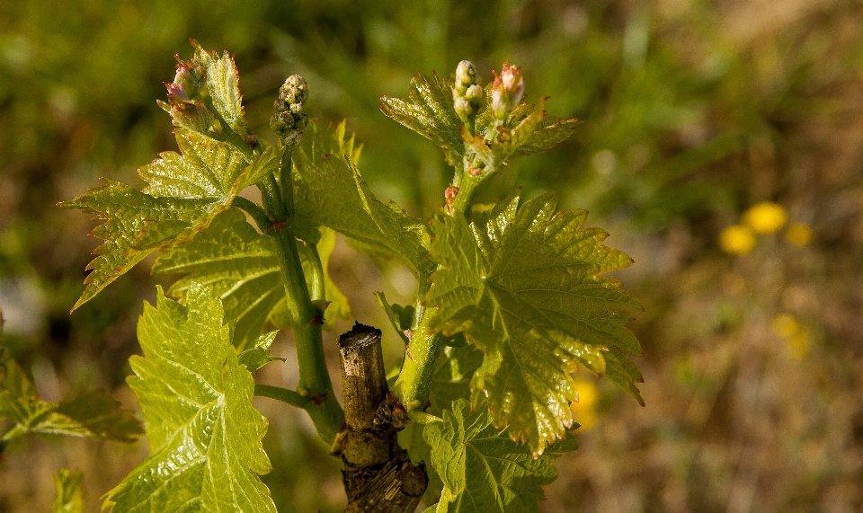 Arbre bifurquer usine vine