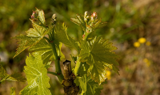 Tree branch plant vine Photo