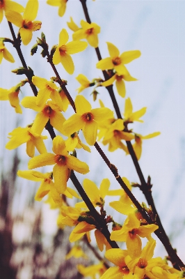 Nature branch blossom plant Photo