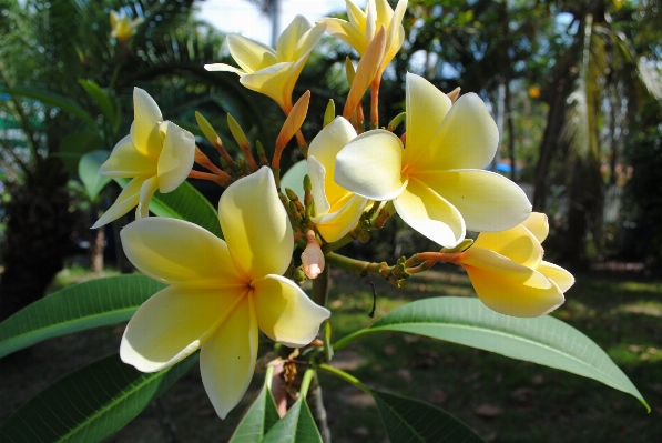 Tree nature blossom plant Photo