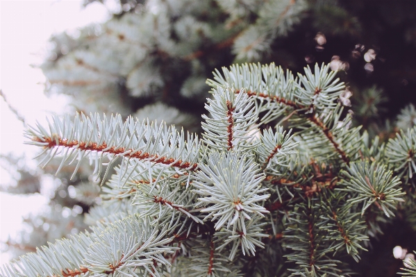 Tree nature forest branch Photo