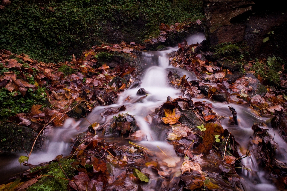 Landscape tree water nature