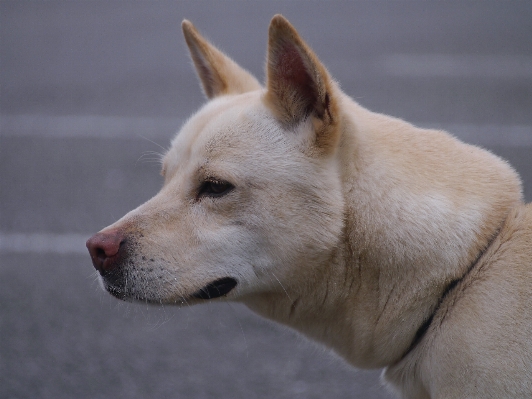 Foto Perro mamífero japón nariz