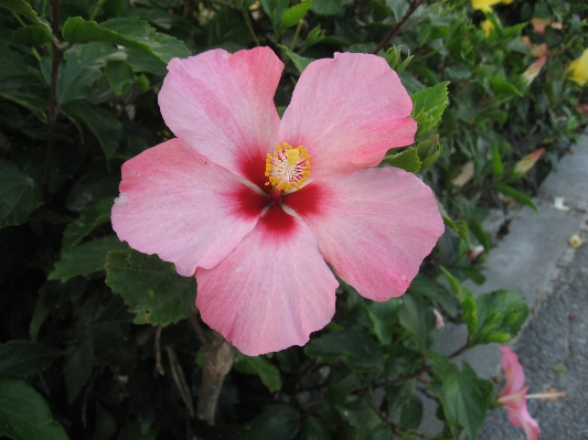 Sea plant flower petal Photo