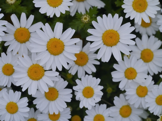 Plant white flower petal Photo