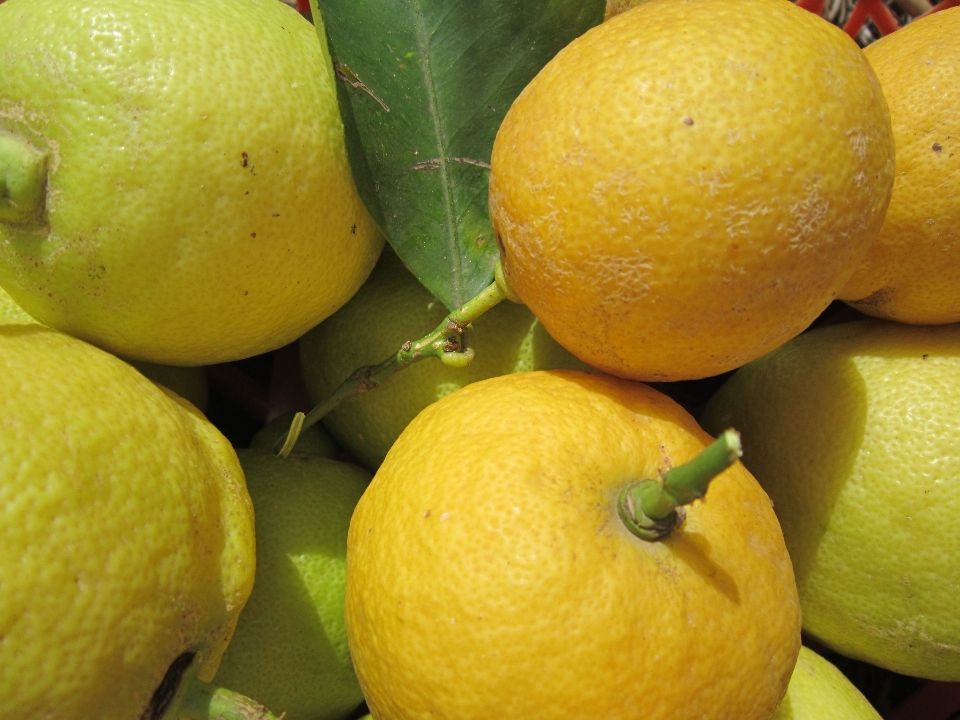 Nature plant fruit orange