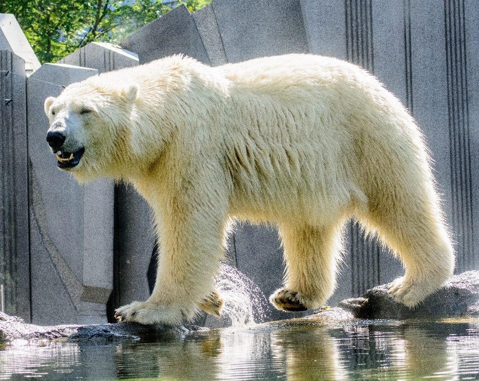 Weiss tier tragen tierwelt