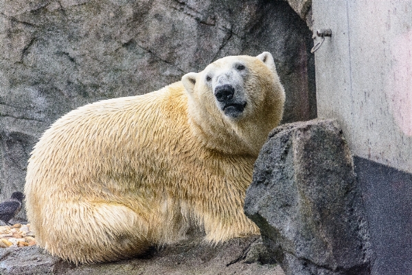 White animal bear zoo Photo