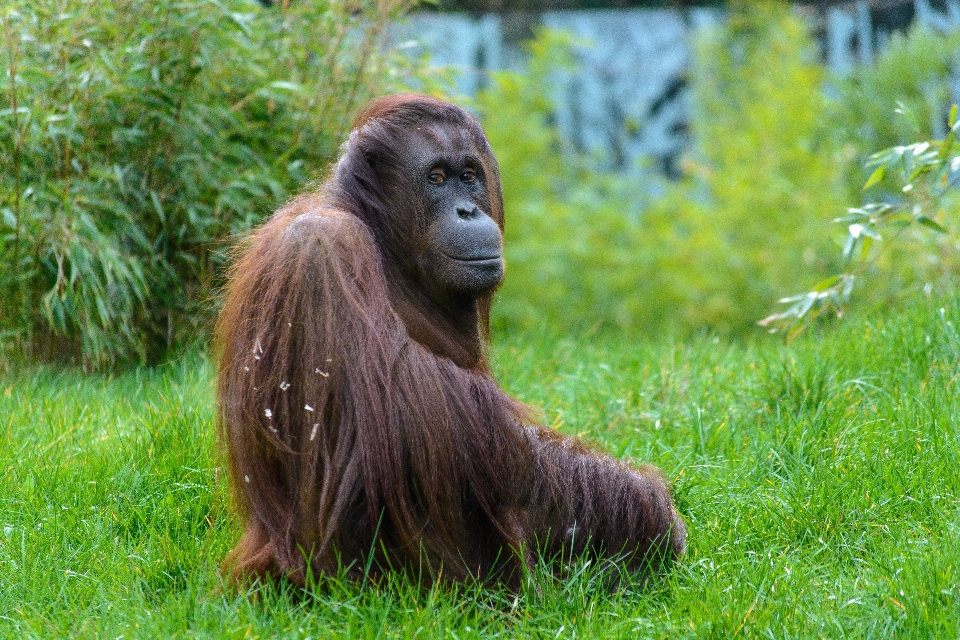 Césped animal fauna silvestre zoo