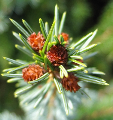 Tree nature branch growth Photo