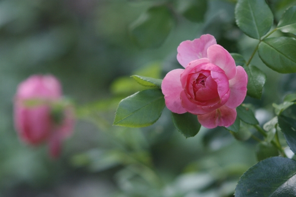 Nature blossom plant flower Photo