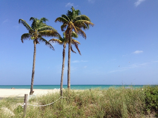 Beach sea coast tree Photo