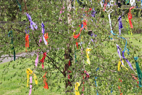 Tree plant flower pole Photo