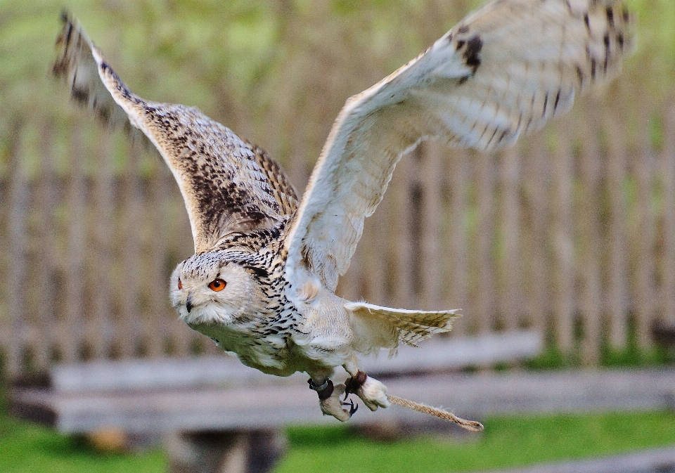 Nature bird wing cute