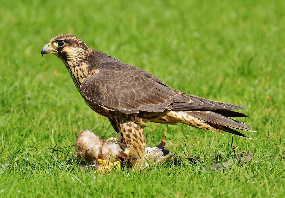 Natura uccello prateria
 animale