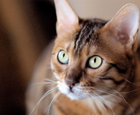 Cat mammal pupil close up Photo