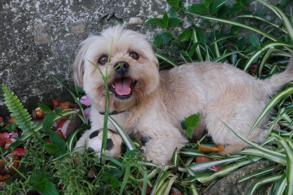 Spielen blume welpe hund