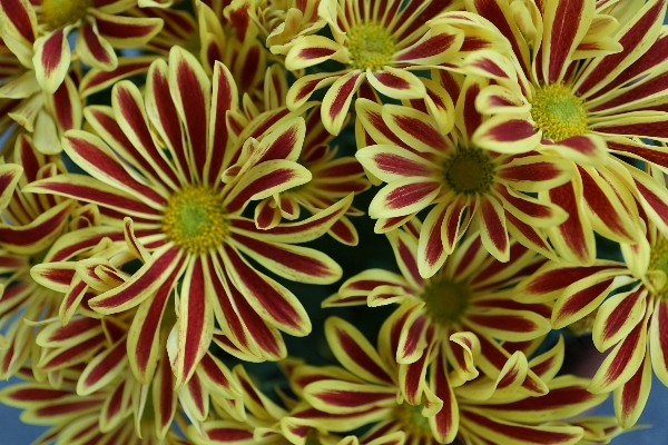 自然 植物 花 花弁 写真