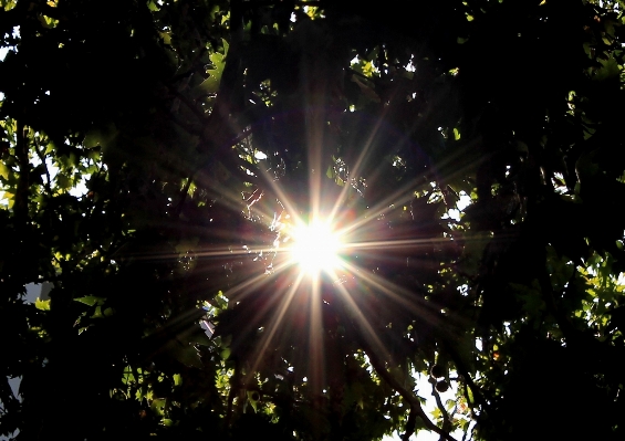 Tree light sun night Photo